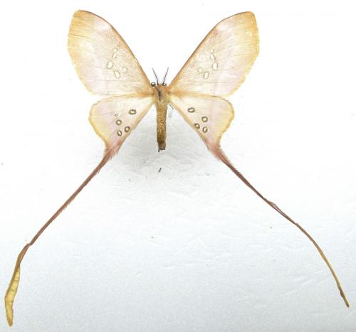 Eudaemonia trogophylla