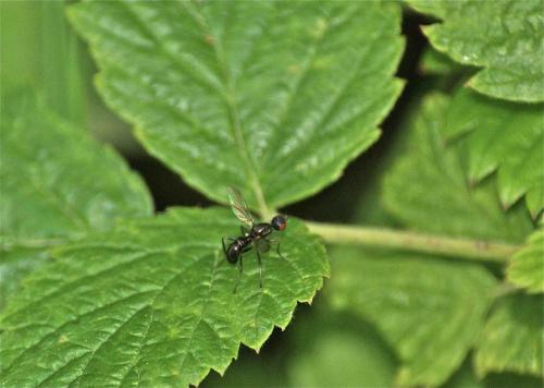 Nemopoda nitidula