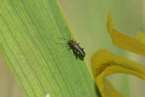 Oedemera croceicollis