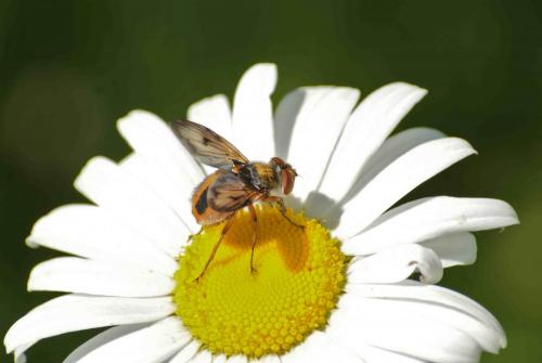 Ectophasia crassipennis