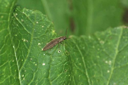 Réf. 85 941 : Synaptus filiformis