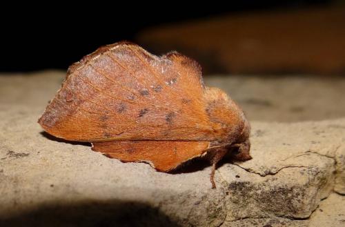 Réf. 85 043 : Phyllodesma tremulifolia