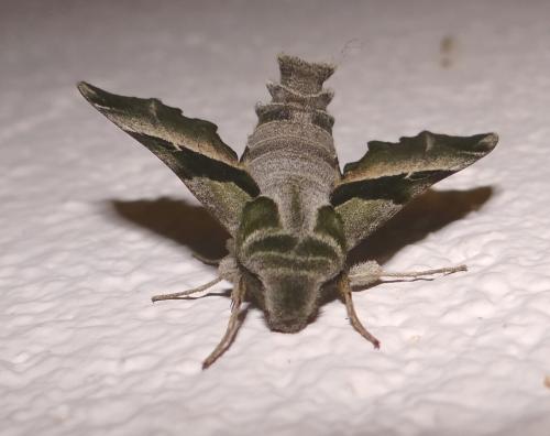 Proserpinus proserpina