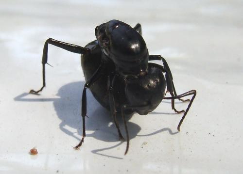 Camponotus vagus