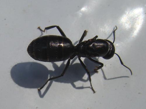 Réf. 85 000 : Camponotus vagus