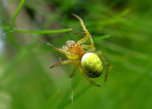 Araniella sp.