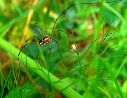 Phalangium opilio
