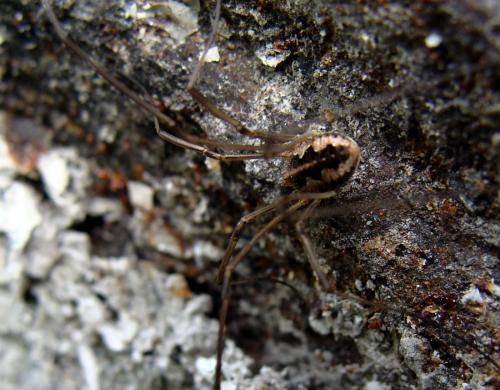 Phalangium opilio
