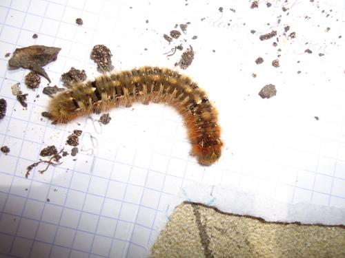 Lasiocampa quercus