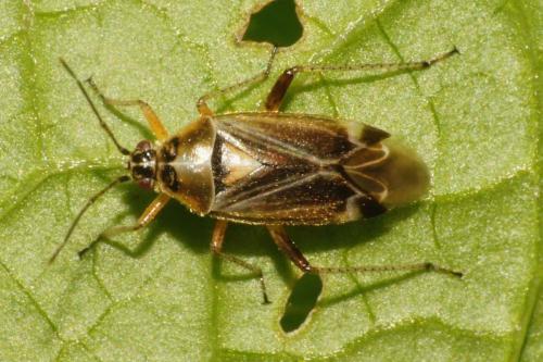 Réf. 85 277 : Harpocera thoracica