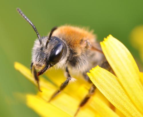 Andrena haemorrhoa