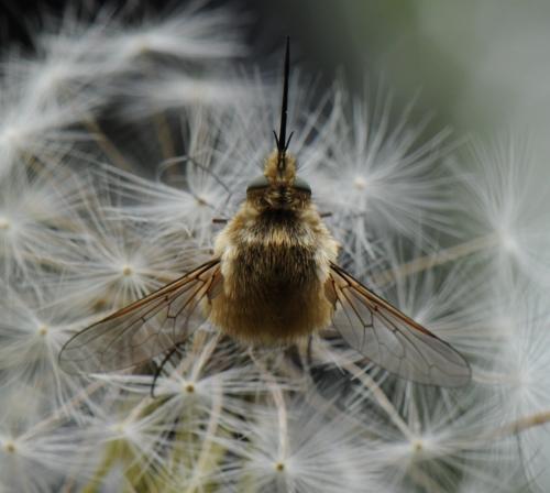 Bombylius sp.