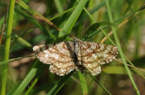 Ematurga atomaria