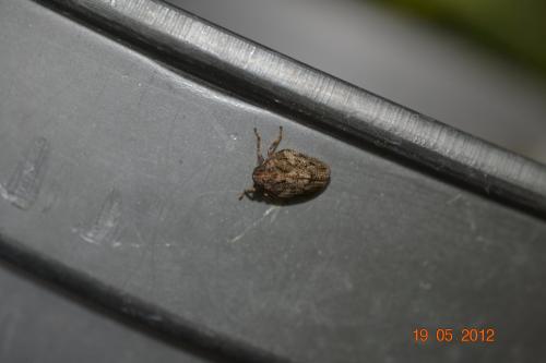 Issus coleoptratus