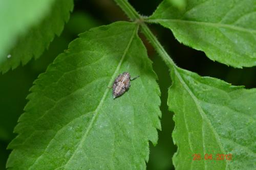 Issus coleoptratus