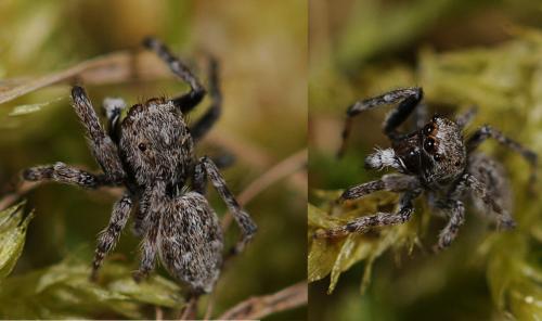 Réf. 85 451 : Attulus distinguendus