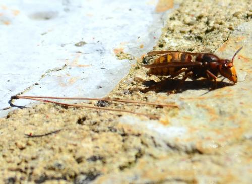 Vespa crabro