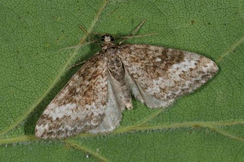 Perizoma hydrata