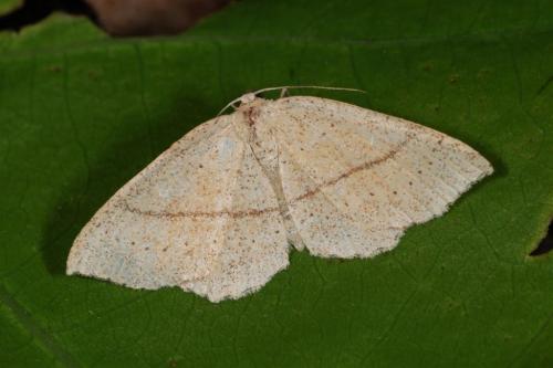 Réf. 85 776 : Cyclophora punctaria