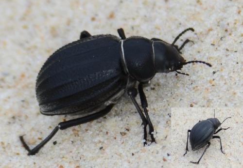 Pimelia sp.