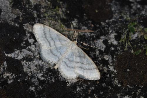 Idaea subsericeata