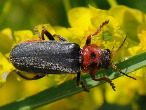 Cantharis annularis
