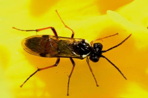 Aglaostigma sp.