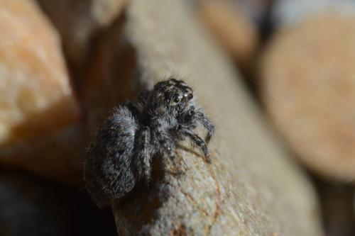 Philaeus chrysops