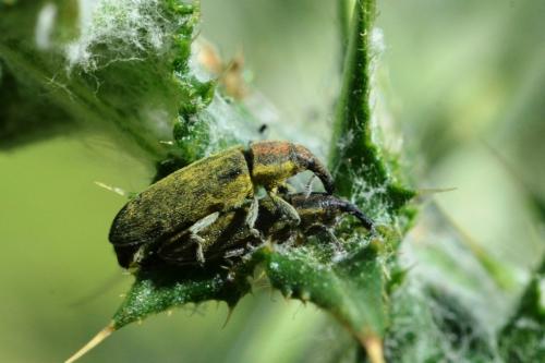 Réf. 85 206 : Lixus filiformis