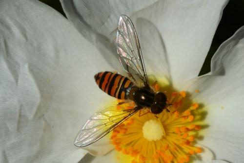 Episyrphus balteatus