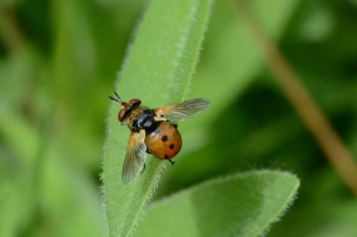 Gymnosoma sp.