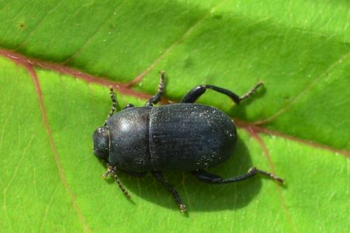 Réf. 85 631 : Pedinus meridianus