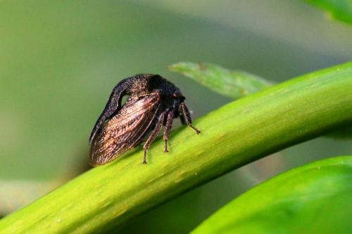 Centrotus cornutus