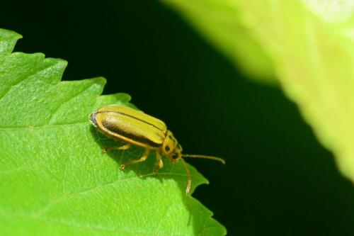 Xanthogaleruca luteola