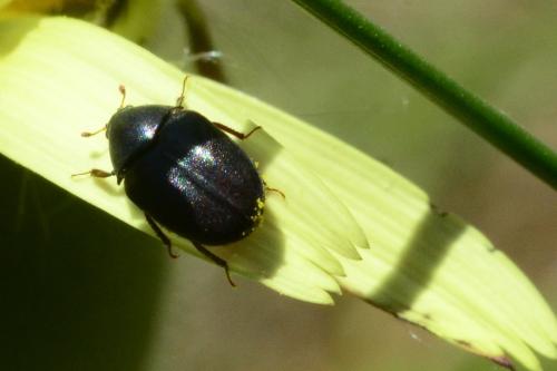Orphilus sp.