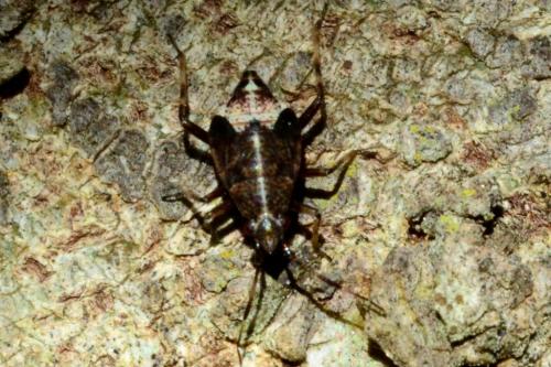 Deraeocoris flavilinea
