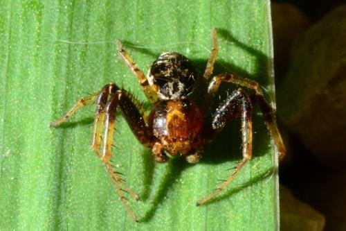 Xysticus sp.