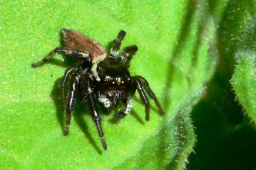 Réf. 85 330 : Evarcha jucunda