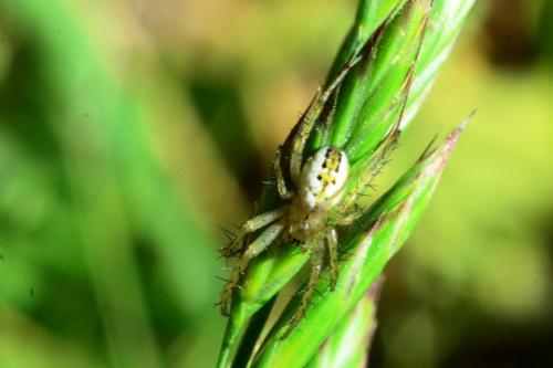 Mangora acalypha