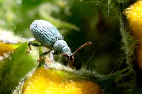 Phyllobius sp.
