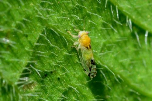 Cacopsylla pulchella