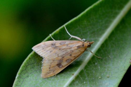 Réf. 85 389 : Udea ferrugalis