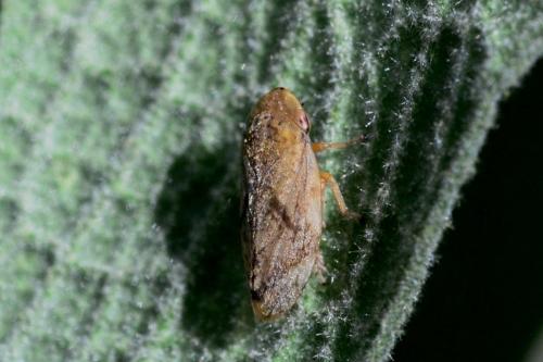 Philaenus spumarius