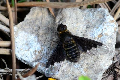 Réf. 85 498 : Hemipenthes morio