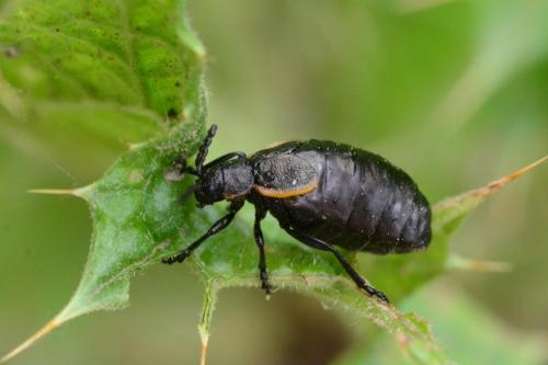 Réf. 85 438 : Arima marginata