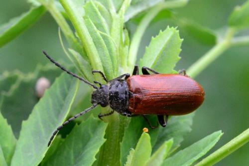 Réf. 85 442 : Omophlus sp.