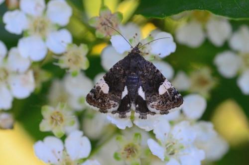 Tyta luctuosa