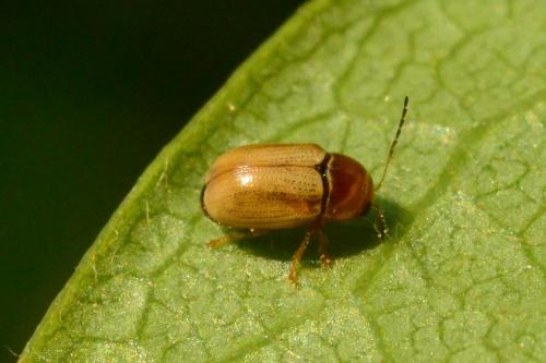 Cryptocephalus sp.