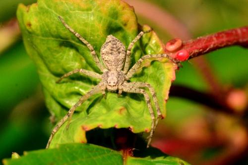 Philodromus sp.