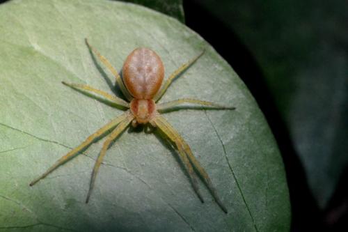 Philodromus sp.